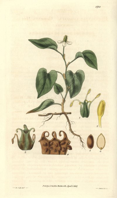 Houttuynialla on valkoiset kukat, ja siinä on yksityiskohtia hedelmistä, pistoolista ja etamiinista. Kotoisin Aasiasta. Kuvitus: Wiliam Jackson Hooker (1785-1865), brittiläinen kasvitieteilijä ja kirjailija, Glasgow