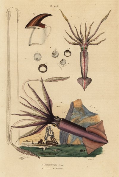 Humboldt-kalmari, Dosidicus Giant 1, ja Euroopan lentävä kalmari, Todarodes sagittatus 2. Ommastrephe geant, Ommastrephe des pecheurs tekijältä Unbekannt