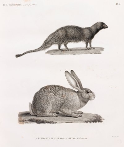 Ichneumon Mongoose & Hare Egyptistä tekijältä Unbekannt