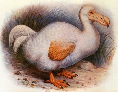 Kuvitus/Didus solitarius/Reunionin valkoinen Dodo/Solitaire tekijältä Unbekannt