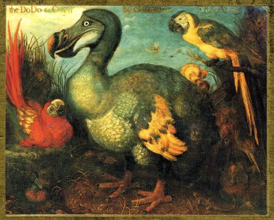 Kuva/Raphus cucullatus/Dodo of Mauritius/Dronte tekijältä Unbekannt