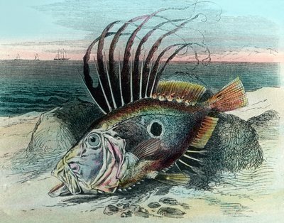 Kuva John dory -kalasta (Zeus faber) tekijältä Unbekannter Künstler