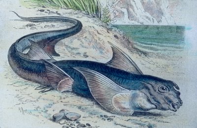 Kuva kimeerista (Hydrolagus colliei) tekijältä Unbekannter Künstler
