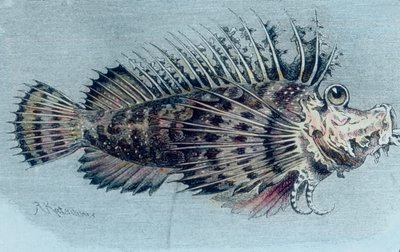 Kuva harjakalasta (Lophotidae) tekijältä Unbekannter Künstler