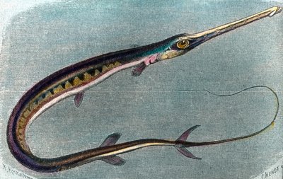 Kuva miekkakalasta (Xiphias gladius) tekijältä Unbekannter Künstler