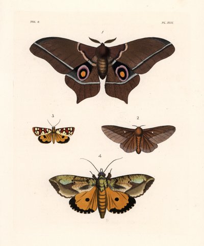Imbrasia epimethea (Saturnia epimethea) 1, vaaleanpunaraitainen tammenterhokoi, Anisota virginiensis (Dryocampa virginiensis) 2, Crameria aegocera (Aegocera amabilis) 3 ja Eudocima materna (Triphaena materna) 4. Käsin väritetty litografia John O. Westwoodi tekijältä Unbekannter Künstler