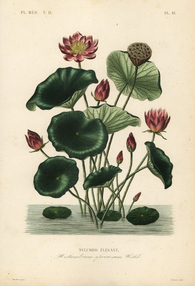 Intian lootus, Nelumbo nucifera, Nelumbium speciosum, Nelumbo elegantus tekijältä Unbekannt