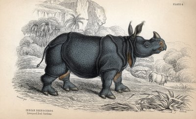 Intian sarvikuono (Rhinoceros unicornis tai indicus), uhanalainen laji. William Lizarsin kuparikaiverrus James Stewartin piirroksen pohjalta, julkaistu teoksessa Naturalist Library: nisäkkäät, paksunahkaiset ja hienonahkaiset nelijalkaiset, toimittanut W.  tekijältä Unbekannter Künstler