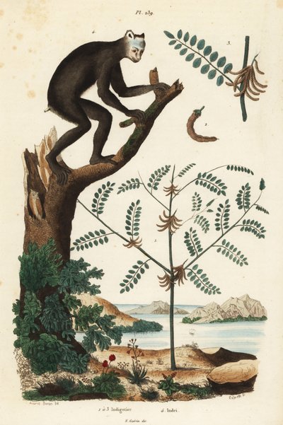 Indigokasvi, Indigofera atropurpurea 1-3, ja indri tai babioto, Indri indri, kriittisesti uhanalainen lemur 4 tekijältä Unbekannt
