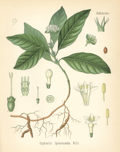 Ipecacuanha, Carapichea ipecacuanha (Cephaelis ipecacuanha). Kromolitografia kasvitieteellisen kuvituksen mukaan, Hermann Adolph Koehlerin teoksesta Medicinal Plants, toimittanut Gustav Pabst, Koehler, Saksa. tekijältä Unbekannter Künstler
