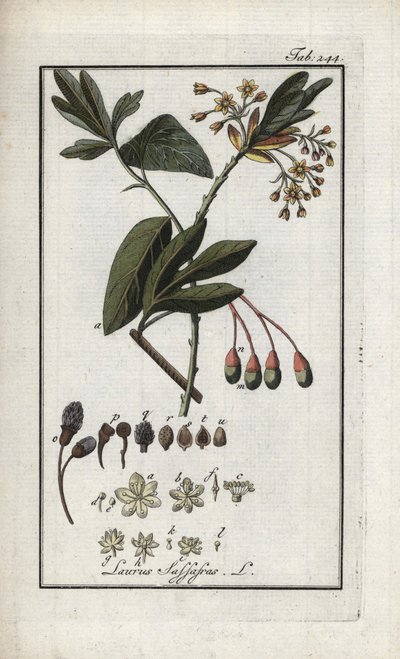 Irokeesin laakeripuu (Sassafras albidum). Litografia Johannes Zornin (1739-1799) Alankomaiden teoksesta "Afbeelding der Artseny-Gewassen". tekijältä Unbekannter Künstler