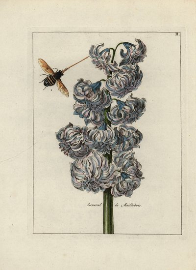 Jasintti (tai hyasintti), Maillebois