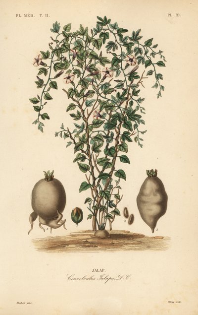 Jalap viiniköynnös, Ipomoea jalapa, Convolvulus jalapa, Jalap tekijältä Unbekannt