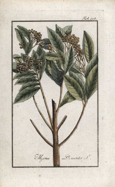 Jamaikanpippuri tai four spice tai giroflee-pippuri (Pimenta dioica). Litografia Johannes Zornin (1739-1799) teoksesta "Afbeelding der Artseny-Gewassen", Alankomaat. tekijältä Unbekannter Künstler