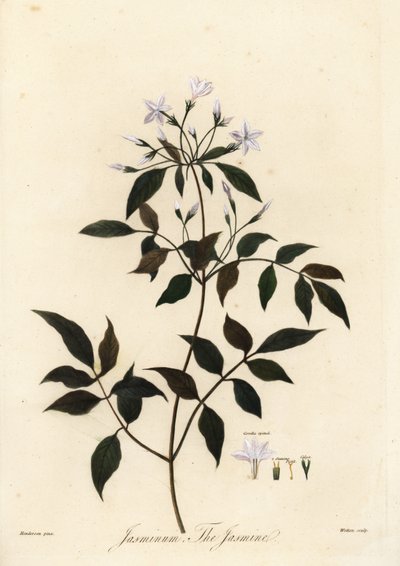 Jasmiini, Jasminum officinale. 1805 (kaiverrus) tekijältä Unbekannter Künstler