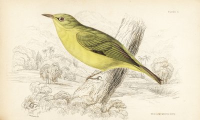 Javanin valkosilmä, Zosterops flavus (Yellow white eye, Zosterops flava). William Lizarsin käsin väritetty teräskaiverrus William Swainsonin mukaan Sir William Jardinen Naturalist