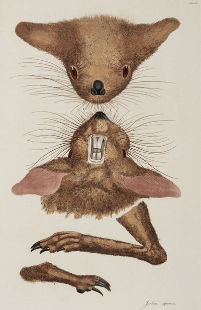 Jerboa tekijältä Unbekannter Künstler