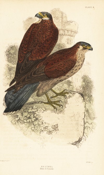 Kestrel, uros ja naaras, Falco tinnunculus, raunion edessä1889 (kaiverrus) tekijältä Unbekannter Künstler