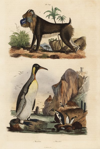 Kuningaspingviini, Aptenodytes patagonicus 1, ja mandrilli, Mandrillus sfinksi, haavoittuva, 2 tekijältä Unbekannt