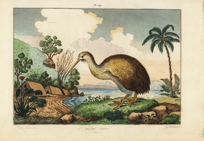 Kiivilintu, Apteryx australis tekijältä Unbekannt