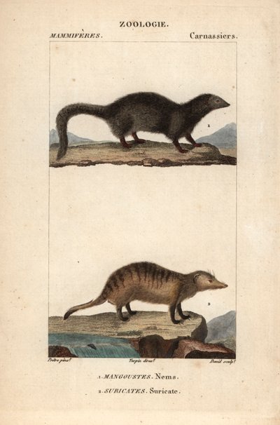 La mangouste et le suricate - Eau forte, Jean Gabriel Pretre (1780-1845), kaiverrettu Carnonkelin toimesta, Frederic Cuvierin luonnontieteiden sanakirjaa varten: nisäkkäät, toimittanut Pierre Jean Francois Turpin (1775-1840), julkaissut F.G.Levrault, Parii tekijältä Unbekannter Künstler
