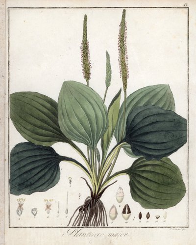 Suuri kasvipannu eli Plantain Major (tai lintujen kasvipannu) - F. Guimpelin litografia, otettu Friedrich Gottlob Haynesin (1763-1832) lääketieteellisestä kasvitieteellisestä julkaisusta, Berliini. tekijältä Unbekannter Künstler