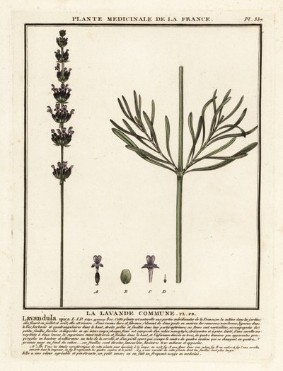 Laventeli, Lavandula angustifolia. tekijältä Unbekannter Künstler