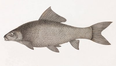 Le Cyprin Lebis tekijältä Unbekannt