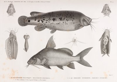 Electric Malapterure & The Synodont Pimelode tekijältä Unbekannt