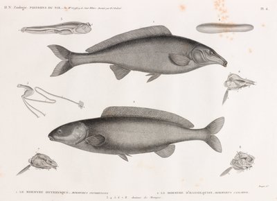 Oxyrhynchus Mormyra & Hasselquist Mormyra tekijältä Unbekannt