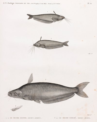 Oudney Catfish ja Schilbe Catfish tekijältä Unbekannt