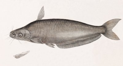 Schilben monni tekijältä Unbekannt