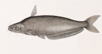 Schilben monni tekijältä Unbekannt