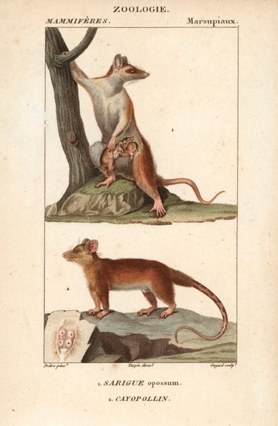 Le sarigue ou opossum et le cayopollin - Eau forte, Jean Gabriel Pretre (1780-1845), kaiverrettu Carnonkelin toimesta, Frederic Cuvierin luonnontieteiden sanakirjaan: nisäkkäät, toimittanut Pierre Jean Francois Turpin (1775-1840), julkaissut F.G.Levrault, tekijältä Unbekannter Künstler