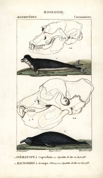 Le stematope à capuchon et le macrorhin a trompe ou elephant de mer - Eau forte Jean Gabriel Pretre (1780-1845), kaiverrettu Carnonkelin toimesta, Frederic Cuvierin luonnontieteiden sanakirjaan: nisäkkäät, toimittanut Pierre Jean Francois Turpin (1775-1840 tekijältä Unbekannter Künstler