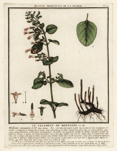 Pieni kalamintti, Clinopodium nepeta. tekijältä Unbekannter Künstler