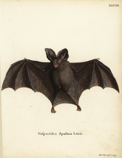 Pieni väärä vampyyrilepakko, Megaderma spasma. Vespertilio spasma Linn. Hermann Jakob Tyroffin käsin värjätty kuparipiirros Johann Christian Daniel Schreberin teoksesta Animal Illustrations after Nature eli Schreber