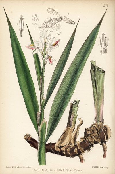 Pieni galangal, Alpinia officinarum. Hanhartin käsin tekemä värillinen litografia David Blairin kasvitieteellisen kuvituksen mukaan Robert Bentleyn ja Henry Trimenin teoksesta Medicinal Plants, Lontoo. tekijältä Unbekannter Künstler