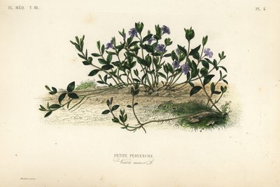 Pieni periwinkle, Vinca minor, Petite pervenche tekijältä Unbekannt