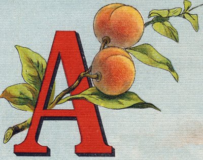 Kirjain A: aprikoosi. Kaiverrus "Alphabet de ma petite fille". Bernardin-Bechet ja Fils, kirjakauppias-kustantajat, Pariisi, noin 1895. Rikkoutumaton albumi kankaalle. Bibliotheque des Bebes. 12 sivua. Albumi, joka sisältää lukumenetelmän ja havainnollisen tekijältä Unbekannt