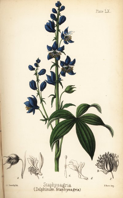 Lie-bane tai stavesacre, Delphinium staphisagria (Delphinium staphysagria). Charlotte Caroline Sowerbyn tekemä käsin väritetty litografia Edward Hamiltonin teoksesta Flora Homeopathica, Bailliere, Lontoo. tekijältä Unbekannter Künstler