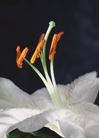 Lily Stamens, 2001 (kuva) tekijältä Unbekannter Künstler