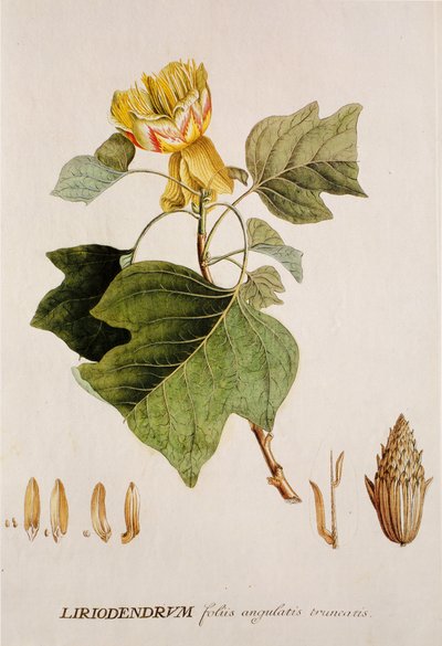 Liriodendron tulipifera/Tulipier/Tulip Tree tekijältä Unbekannt
