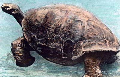 Meressä asuminen tekijältä Unbekannter Künstler