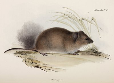 Pitkäkarvainen tai ruttorotta, Australia, n. 1832-1836 tekijältä Unbekannter Künstler