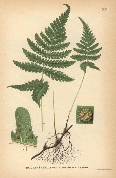Pitkä pyökinsaniainen, Phegopteris connectilis tekijältä Unbekannter Künstler
