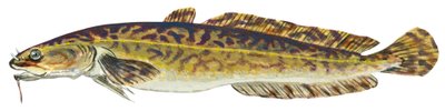 Lotte - Burbot (Lota lota) tekijältä Unbekannter Künstler