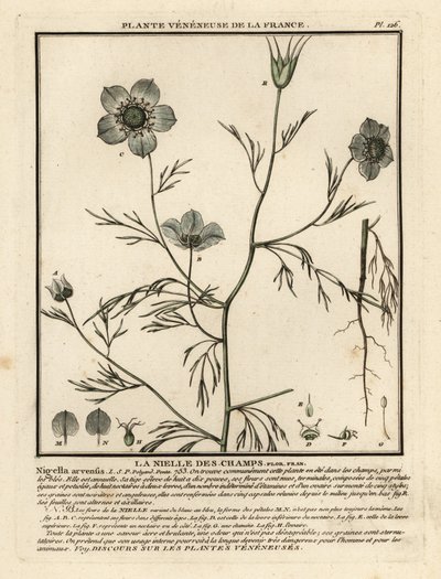 Rakkautta sumussa. Nigella arvensis. tekijältä Unbekannter Künstler