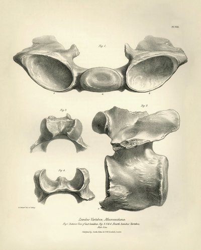 Macrauchenian, esihistoriallisen eläimen, lannenikama, jonka Charles Darwin löysi tutkimusmatkallaan Beaglella. Kapteeni Fitzroyn komennossa vuosina 1832-1836 olleen H.M.S. Beaglen matkan eläintiede, muokattu ja valvottu. tekijältä Unbekannter Künstler