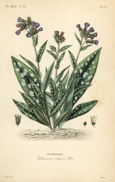 Lungwort, Pulmonaria officinalis, Pulmonaria vulgaris, Pulmonaire tekijältä Unbekannt